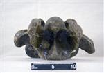 Giant Ice Age Bison (Cervical Vertebrae 5 (Axial) - Ventral)