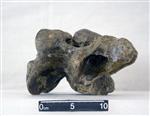 Giant Ice Age Bison (Cervical Vertebrae 5 (Axial) - Right)
