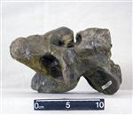 Giant Ice Age Bison (Cervical Vertebrae 5 (Axial) - Left)