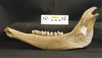 Giant bison (Mandible Right (Right) - Left)