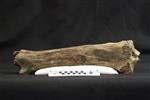 Giant bison (Tibia (Right) - Posterior)