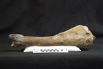 Giant bison (Tibia (Right) - Lateral)