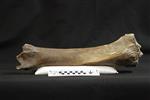 Giant bison (Tibia (Right) - Anterior)