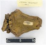 Giant Ice Age Bison (Sternabrae 7 (Axial) - Ventral)
