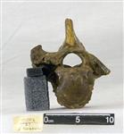 Giant Ice Age Bison (Thoracic Vertebrae 5 (Axial) - Cranial)
