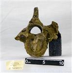 Giant Ice Age Bison (Thoracic Vertebrae 5 (Axial) - Caudal)
