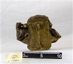 Giant Ice Age Bison (Thoracic Vertebrae 5 (Axial) - Ventral)