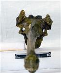 Giant Ice Age Bison (Thoracic Vertebrae 7 (Axial) - Dorsal)