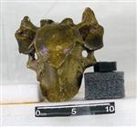 Giant Ice Age Bison (Thoracic Vertebrae 7 (Axial) - Ventral)