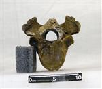 Giant Ice Age Bison (Thoracic Vertebrae 8 (Axial) - Caudal)