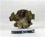 Giant Ice Age Bison (Thoracic Vertebrae 8 (Axial) - Dorsal)