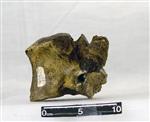 Giant Ice Age Bison (Thoracic Vertebrae 8 (Axial) - Left)