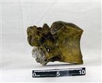 Giant Ice Age Bison (Thoracic Vertebrae 8 (Axial) - Right)