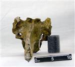 Giant Ice Age Bison (Thoracic Vertebrae 11 (Axial) - Dorsal)