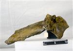 Giant Ice Age Bison (Thoracic Vertebrae 11 (Axial) - Right)
