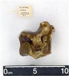 Giant Ice Age Bison (Carpal Ulnare - Triquetrum (Left) - Proximal)