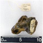 Giant Ice Age Bison (Distal Carpal 4- Unciform (Left) - Medial)