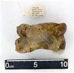 Giant Ice Age Bison (Phlanx Proximal (Pes) (Right) - Posterior)