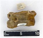 Giant Ice Age Bison (Proximal Lateral Phalanx (Pes) (Right) - Anterior)