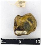 Giant Ice Age Bison (Distal Carpal 1 -Trapezium (Left) - Proximal)