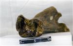 Giant Ice Age Bison (Tibia (Left) - Distal)