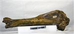Giant Ice Age Bison (Tibia (Left) - Medial)