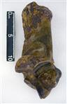 Giant Ice Age Bison (Calcaneus (Left) - Medial)