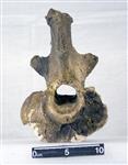 Giant bison (Cervical Vertebrae 1 - Atlas (Axial) - Cranial)