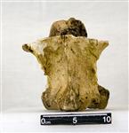 Giant bison (Cervical Vertebrae 1 - Atlas (Axial) - Ventral)