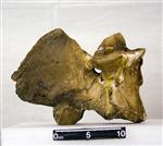 Giant bison (Cervical Vertebrae 1 - Atlas (Axial) - Right)