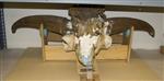 Giant bison (Cranium (Axial) - Ventral)