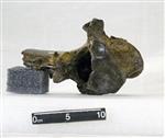 Giant Ice Age Bison (Thoracic Vertebrae 13 (Axial) - Cranial)