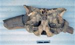 Giant bison (Cranium (Miscellaneous) - Ventral)