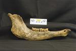 Bison (Mandible Right (Right) - Right)