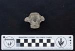 Bison (Caudal Vertebrae Middle (Axial) - Dorsal)