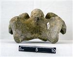 Giant bison (Cervical Vertebrae 6 (Miscellaneous) - Ventral)