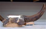 Steppe bison (Cranium (Miscellaneous) - Cranial)