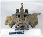 Giant Ice Age Bison (Sacrum (Axial) - Caudal)