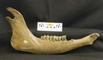 Giant bison (Mandible Right (Right) - Right)