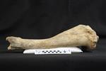 Bison (Tibia (Right) - Lateral)