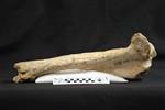 Bison (Tibia (Right) - Medial)