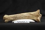 Bison (Tibia (Right) - Posterior)