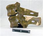 Giant bison (Lumbar Vertebrae 1 (Axial) - Left)