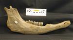 Giant bison (Mandible Right (Right) - Right)