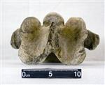 Giant bison (Cervical Vertebrae 5 (Miscellaneous) - Dorsal)
