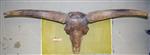 Giant bison (Cranium (Miscellaneous) - Dorsal)
