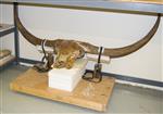 Giant Ice Age Bison (Cranium (Axial) - Right)