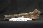 Giant bison (Tibia (Right) - Medial)