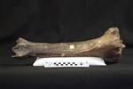 Giant bison (Tibia (Right) - Anterior)