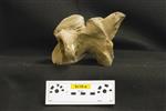 Giant bison (Cervical Vertebrae 4 (Miscellaneous) - Left)